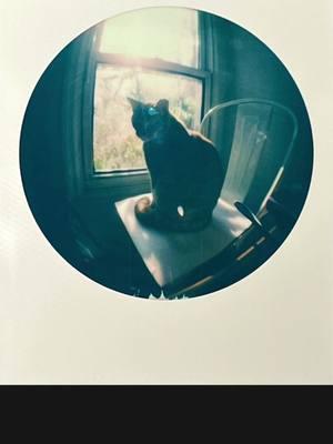 Round frame #polaroid #instantfilm #develop #timelapse #cat #catsoftiktok 