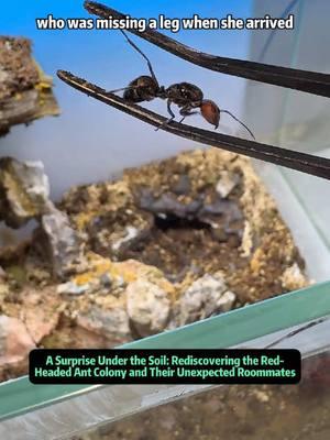 A Surprise Under the Soil: Rediscovering the Red-Headed Ant Colony and Their Unexpected Roommates When I first noticed the absence of my red-headed Camponotus ants, I assumed the worst - that they had perished somewhere deep within their ecological home. Over time, I saw no movement, no digging, and no foraging. That's when I decided to dismantle their old nest and start anew. Little did I know that beneath the surface, an entire miniature world was thriving. Not only had the ants managed to survive, but they were also growing stronger and more numerous than before. As I began breaking down the nest, I stumbled upon a strange slug-like creature lurking among the damp substrate. It resembled a snail without its shell, raising questions about just what kind of environment had evolved inside this ant tank. Before I knew it, I discovered that the red-headed ants were not only alive and well - they were thriving. Their colony extended deeper than I imagined, and they had even managed to accommodate unexpected visitors. Relocating the ants proved more challenging than expected. These determined insects resisted capture, especially their elusive queen, who was missing a leg. Yet, after patiently standing guard at the nest's entrance, I finally managed to secure their leader. With the colony safely moved to a temporary nest, I can now thoroughly clean, sanitize, and sun-dry the original tank in preparation for a new chapter. This experience has taught me just how dynamic and resilient nature can be, even within a controlled environment. Now that my red-headed Camponotus colony is settled, I'm excited to introduce a new set of creatures to this rejuvenated habitat. Should I opt for a different ant species, or try something entirely new? Your feedback matters. Let me know in the comments what you think I should raise next! #AntColony #Insect #Ants #PetAnts #Nature #AntNest #AntCare #Antsoftiktok #ant 