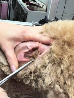 #earwaxremoval #earhairremoval #dogearcleaning #doghair #earcleaning #pethair #wow #groomer #doodle #poodle #satisfyingvideo #shnauzer #radiantsunflower☀️🌻 