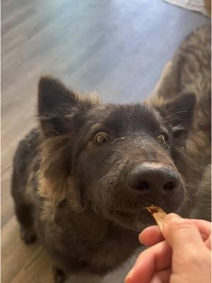 Training a Puppy-Gator is somethin else… #shepsky #agoutihusky #agouti #DogTraining #huskylife 