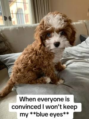 Gotchaaaa! @Paige DeSorbo @Hannah Berner  #gotcha #gigglysquad #miloisagiggler #giggler #foryou #fyp #fy #f #cavapoomilo #cavapoopuppy #cavapoopuppies #cavapoopuppiesontiktok #cavapoo #cutestcavapoo #cutest #instagram #tiktok #puppiesoftiktok #pup #dog #puppy #viral #viralvideo #usa #japan #italy #romania #brazil #unitedstates #unitedkingdom #texas #losangeles #houseoftiktok #viral #viralvideo #funny #influence 