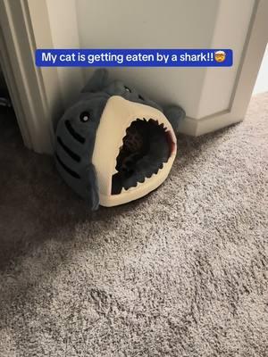 Its soo cute! And our cats are obsessed with it💖 #catbed #shark #sharkbed #catsoftiktok #bengals #petlover #tiktokshopholidaydeals #shoppinghaul #tiktokshopfind #tiktokshopping #softcattiktok 