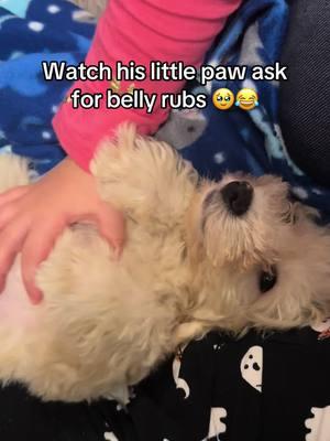 He’s so spoiledddd #bichonpoo #poochon #puppy #puppiesoftiktok 