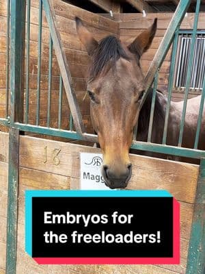 Lets say a prayer all 3 embryos turn into healthy 2026 foals!!!🤞🏻🐴 #horsebreeding #horsebreeder #animalhusbandry #recipmare 