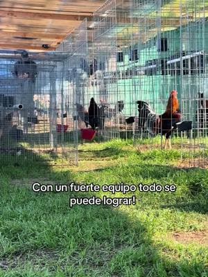 #fyp #foryoupage #viral #fyp° #parati #ARRGMFRM #california #gallosfinos #motivation #hardworkpaysoff #gallos #gamefowlbreeder #galleros #gallero #loyal #pollos #gamefowlbreeders