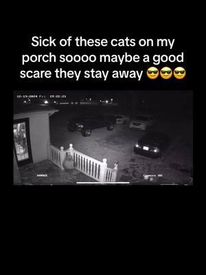 #scaredycat #goaway #securitycam 