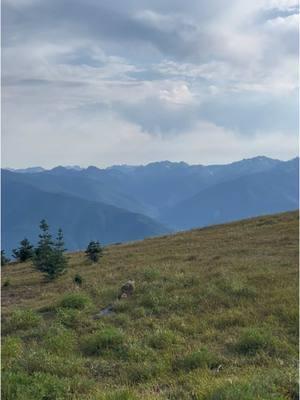 Oh to be an Olympic Marmot frolicking through the fields #olympicnationalpark #washington #pnw #marmot 