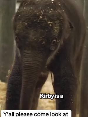 Like… what is happening? 😂 #elephant #zoo #foryou #viraltiktok #kirby 