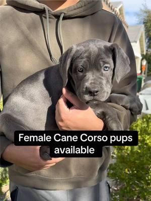 Beautiful Cane Corso pups 🐾 still available perfect companion for the holidays 🎄❤️ (please do your diligence to do your research before owning a Cane Corso pup) 🫶🏻. #canecorosoitaliano##canecorsopuppies##canecorsotok##guarddog##canecorso##fypシ##canecorsopuppy##thecorsofamily