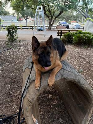 “From parks to public spaces, our trainers are taking dog training to the next level! 🐾💪 Watch as we push these pups to their limits and build confidence in every environment. Whether it’s a one-on-one session or group exposure, we’re here to help your dog thrive! 🌟🐕 📍 Real-world training, real results. DM us to start your dog’s journey today! #DogTraining #OneOnOne #RealWorldTraining #ConfidentDogs #DogTrainer #TrainForLife #HappyPups”