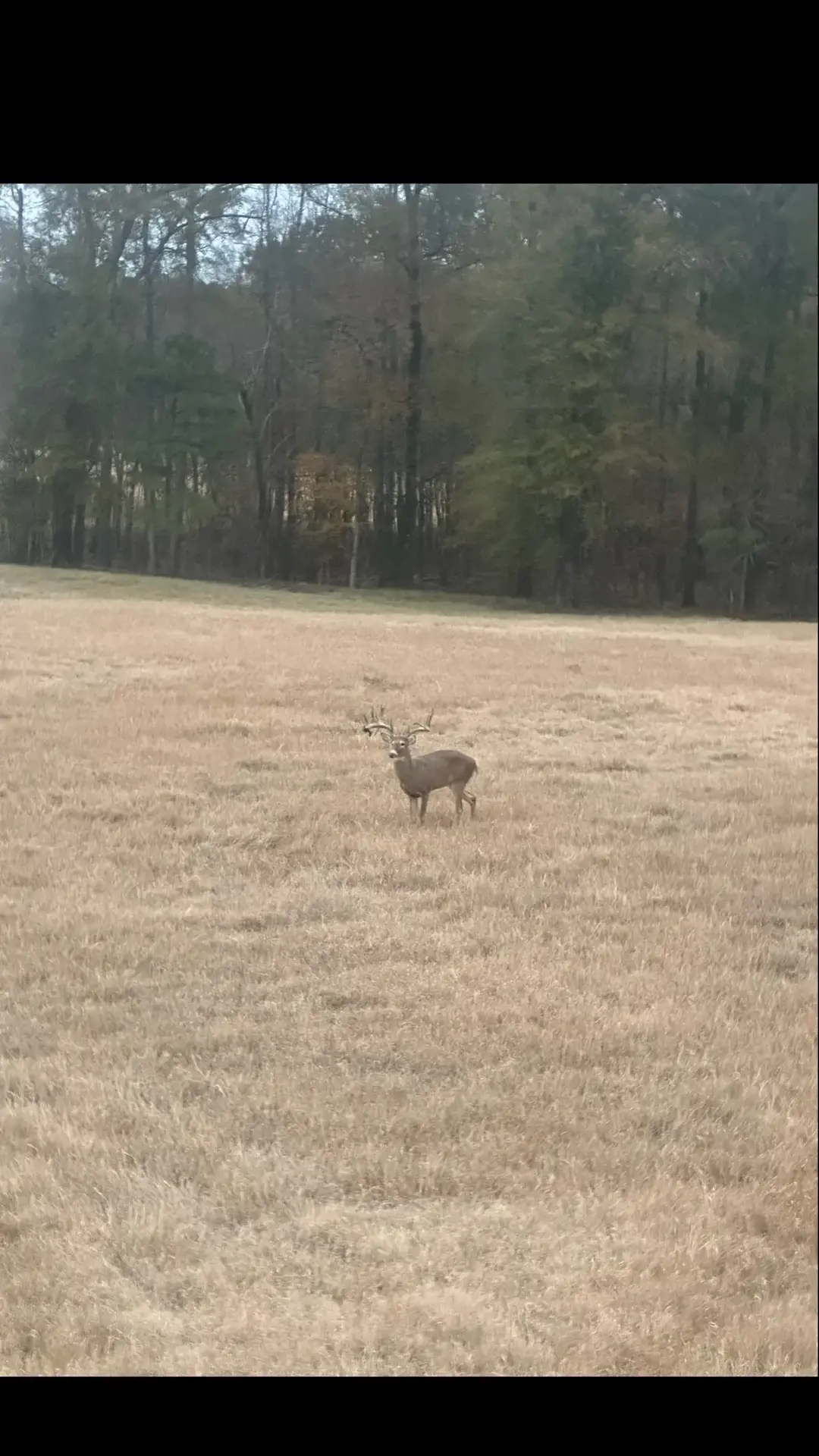 It’s a one of a kind type of experience here 🦌🤩  #wigginshuntinglodge  #easttexas  #fypシ゚viral #deertiktok #hunttok #bucktok #hunt #hunttexas 