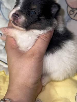 Little Oreo ❤️ perfect little cuddle buddy is looking for a family to cuddle with for these cold winter months ❄️ #Pomeranian puppy #pompuppy #texastumbleweedpoms #pomeranianpuppies #fyp #cutepuppy #pomeranians 