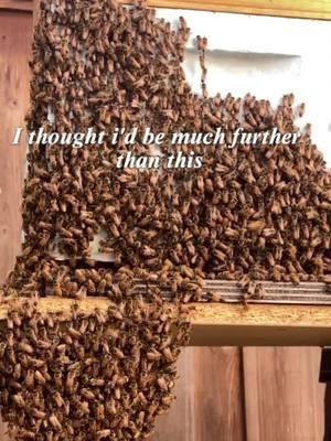 Day 13 ft bees from one of our hives. I had always dreamt of being a beekeeper even before #lymedisease because of one of my favorite movies #friedgreentomatoes #beekeeper #chroniclymedisease #newmusic#singersongwriter 