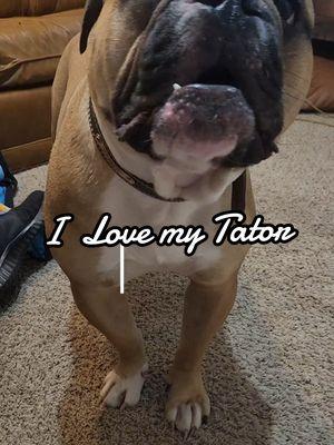 #CapCut #oldeenglishbulldogge #oeb #oldenglishbulldog #dogmomlife #dogmom  #genx #roadto20k #roadto50k #letsgrow  #weshowup 