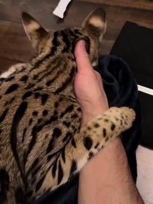 Fingers meet fur, and the connection is pure. #CatBond #SimpleJoy #savannah #savannahcat #exoticcat #cat #catlover #Love #loveyou