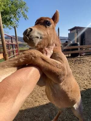 The 1st time I went out and said, Good morning to Hot Sauce, and then the next couple of days. I didn’t think he’d ever grow out of this spicyness 🤭🌶️#paizleysponies #paintedponiesranch #animalsoftiktok #PetsOfTikTok #horse #ponies #minihorse 