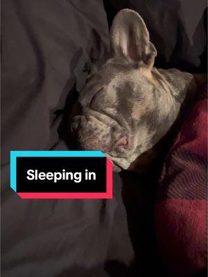 Burr says five more hours please thank you bring breakfast in bed #frenchie #frenchbulldog #sleepingin #dogsoftiktok 