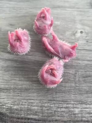 Cute family hedgehog🥰🥰🥰🥰🥰🥰❤️❤️❤️❤️❤️#rescue #rescueanimals #animals #animalsoftiktok #hedgehog #hedgehogsoftiktok #babyhedgehog #loveanimals 