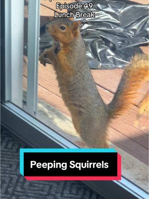 Squirrel Chronicles:  Episode 49 !  Lunch Break Needed #shapoppinwithshannon #squirrels #squirrelsoftiktok #squirreltok #wildlife #nature #storytime #squirrelchronicles #fypシ #furryfriends #animals #animalsoftiktok #GOMP #mypetsquirrel #squirrel #squirrelgang🐿 #squirrellife #furbaby #samuel #samuelj #mysquirrel #mypetsquirrel #squirrelsoftiktok #squirrels #squirreltok 