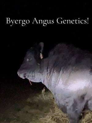 Feb 15th Savannah Missouri,  Byergo Angus sale! Contact @Drew Byergo to get genetics likes these. #byergoangus #brockfarms #bulls #sale #missouri #midwest #angus #elite #poundspay #magictheworld #nomoredinks #feed #efficiency #proven #sire #calves #cows #4056 #bovine #builtdifferent #pure #beef 