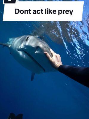 Sharks rare take interest in humans but if they do, there are steps you can take to stay safer. You want to appear as an equal, apex predator by staying calm, avoiding splashing, maintaining eye contact, facing the animal, appearing large, & pushing the animal off if it persists. Sharks are wild animals running on instincts so we don’t want to imitate prey which could trigger a predatory response. 🦈💙  #savesharks #sharkdiving #sharkdiver #tigershark #ocean #hawaii #sharks 