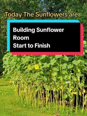 Building a Sunflower Room 🌻 Start to Finish  #building  a #sunflowerroom #starttofinish #timelapse #doityourself #gardentip #gardenidea #gardenproject #sunflowers #sunflowergarden #flowers #flowergarden #garden #gardening #beautiful #peaceful #koipond #pond #koifish #fish #farmpond #farmlife #farm #farmersteve727 #connecticut 