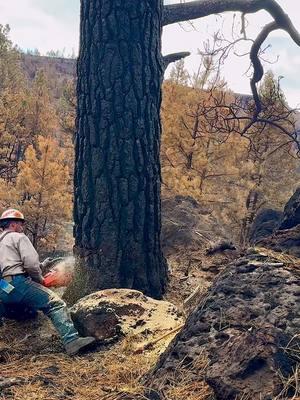 Cut down 900 year old oak tree #firewood #treework #chainsaw #logger 