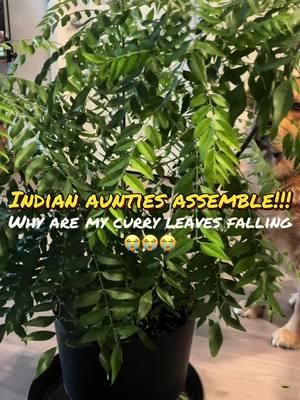 I NEED HELP! Someone tell me how to stop my curry leaves from falling  #curryleaves #indian #kerala #auntiesoftiktok #indoorgardening #wintergardening 