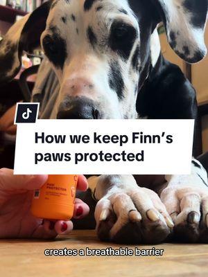 If you want to protect your paws all year long, you have to try this WagWell Paw Protector! @WagWell  #pawprotector #pawbalm #sponsored #greatdane #bigdogs #greatdanesofinstagram #dogsofnyc 