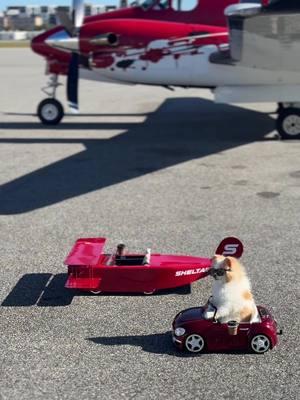 Check out my new airplane -The Soupcan 3000 😎 #smilesfurmiles . . A local Veteran made my cardboard plane into a real fiberglass one so i can use it longer to visit hospitals and flight geared places!  Sheltair (a national FBO company) has sponsored my little plane! They are helping me continue my projects in the community❤️#biplane #kodaplane #kodathefluff #airplane #airplanes #plane #fly #jet #jetset #therapydog #pettherapy #community 