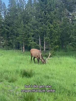 THE POOP THO?! Draft 582: Solo trip to Yellowstone! #yellowstone #nationalpark #onthisday #usnationalparks solo female travel alone #grief 