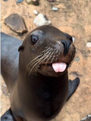 Will you answer the call? 📞🐘 Visit our website to donate today! #memphiszoo #facetime #elephant #funny #sealion #cute #hornbill #Love #animals 