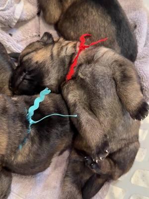 Just some #puppy noises to brighten your day #germanshepherd #dog #babynoises #pets 