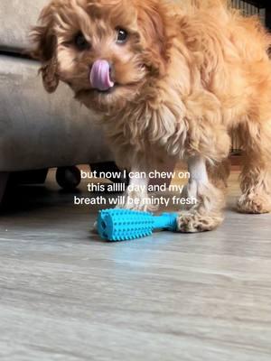 teddy’s in his influencer era 🧸✨ #tiktok #TikTokShop #cavapoo #cavapoopuppy #puppy #ttshop #dentaltoys #pettoys #chewtoys #puppytoys 