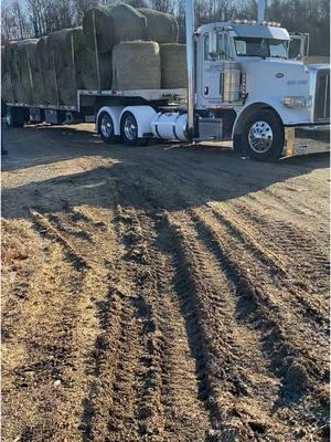 Trucking with the old man today #fyp #peterbilt #largercar #stepdecklife #717trucks 