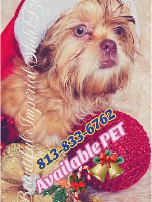 #christmaspet #mascota #pet #lovepet #resaltar #trend #viral #perro #shihtzu @everyone 