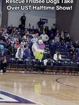 Our Fairly Odd Dogs took over the @University of St. Thomas men’s basketball halftime show on 12-13-24! What a fun night! Not sure if any of the clips made it on to @FOX 9 | KMSP but here’s some of the fun! #discdog #frisbeedog #rescuedog #cattledog #deafdog #dogtricks #tommie #stthomas #halftimeshow #basketball #collegebasketball 