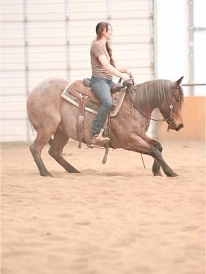 Doc Tom Blues by Rocky Mountain Blues #training #flagwork #cutting #cowhorse #reinedcowhorse #nrcha #ncha #3yo Videography by @Legend Buttes Bloodstock 