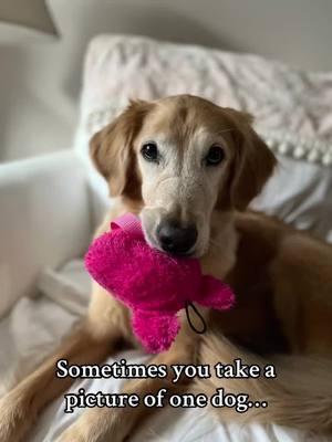 First Christmas without Beauty…but she’s the real angel on our tree🥹 #Goldenretriever #goldenretrievers #goldenretrieversoftiktok #goldenretrieverlife #seniordog #seniordogs #seniordogsoftiktok #rescuedog #rescuedogs #rescuedogsrock #rainbowbridge #rainbowbridgedog #petloss #petlossgrief #griefjourney 