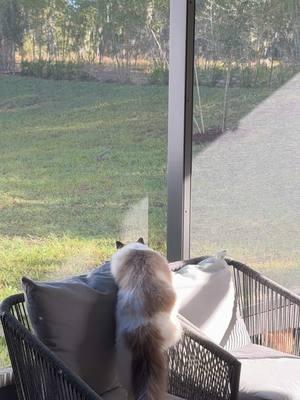 I know I can get that squirrel 🐿️😼  . . . . #cathunting #squirrel #alaskathecat #alaskatheragdollcat #ragdoll #cat #ragdollcat #fluffy #kitten #cutecat #beautiful #beautifulcat #playfulcat #cutecat #cute #funny #meow #catstroller #zoomies #meow #catsmeowing #fyp #viral #happycat #catmom #trending #meowing 