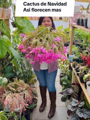 Cactus de Navidad o de accion de Gracias #plantasdeinterior #cactus #plants #ivetsuculentasymas 