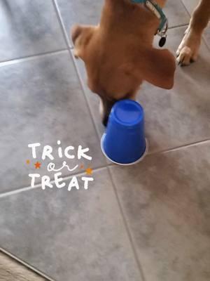 Tried the treat in a cup trick on Monkey, the 6-month puppy I'm dog-sitting. Took her only 2 tries to get the TREAT! Quick learner! Try it on your doggo! Duet this!? #dogtrick #dogtricks #dogtrickschallenge #dogtricksoftiktok #dogsitting #dogsittinglife #puppytiktok #quicklearner #duetthis