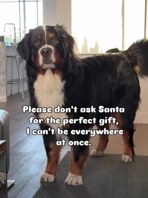 Tis the season to be merry!  #funnydogvideos #handsome #mirrormirror #funnydog #gorgeousdog #storytime #trending #funny #funnyvideos #fun  #goodestboy #workingdogs  #sillydog #funnydog #funnypets #dogsbeingdogs #dogstagram #bernesemountaindog #fyp #doglife #dogs #cutedogs #bestdogever #ilovedogs #worldofcutepets #dogoftheday #lucky #Love #mansbestfriend