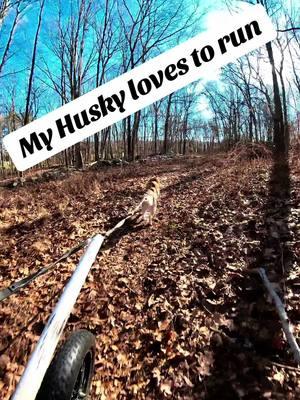 The temps drop, the speed increases #siberianhusky #bikejoring #traildog #drylandmushing #ebike #huskysoftiktok 