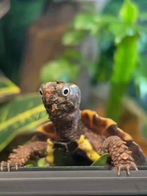 When a Turtle Looks Like a Muppet…for real. 😳 #funnyanimals #animalfacts #cutenessoverload #gardenstatetortoise #babyturtle #wildlifeonearth #otistheturtle #geoemydaspengleri #turtletok 