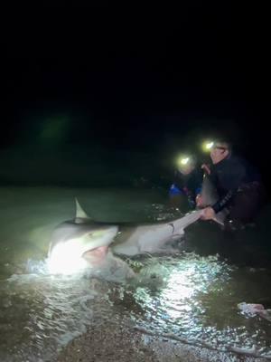 GREAT WHITE SHARK Accidentially Caught From New Jersey BEACH?!?  @AJ Night Drop in late Fall up in New Jersey produced this Juvenile Great White Shark!! This came as a shock to us- we had hopes for a late season sandbar, dusky or a porbeagle- did not expect to catch a Great White. Truly at a loss for words- this fish was released without delay, and swam off strong 🤙🏻 #thefishermeng #fishing #southshore #bunker #shark #sharkfishing #beachlife #sunrise #snook #nyfishing #nyfishingcharters #lbsf #landbasedsharkfishing #blacktip #blacktipshark #hammerhead #floridafishing #bigshark #sharkattack #beachsharkfishing #floridasharkfishing #floridasharks #bullshark #hammerheadshark #westpalmbeach #xpece #xpeceonedrone 