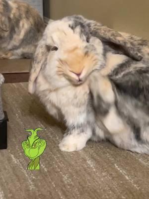 Penny had perfected her Grinch face #grinch #grinchtiktok #buntok #petrabbit #petbunny #rabbit #buntok #rabbitsoftiktok #bunny #bunnycare #pets #PetsOfTikTok #freeroam #freeroambunny #freeroaming #bunnies #rabbits #pet #cute #cutebunny #cuterabbit #rabbitfood #hollandlop #fyp #bunnylove #funnybunny #funnypets #bunnylove #bunnymom #petmom #bunmom #petparent #POV