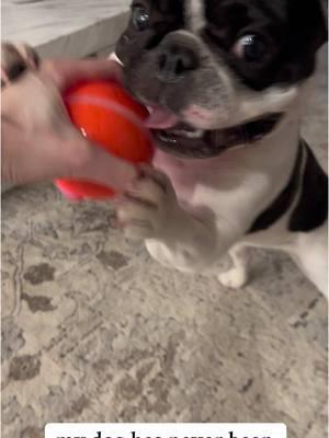 My dog truly doesnt get this excited about anything else! her favorite game! #frenchies #interactivedogtoy #dogtoy #dogball #dogplaying #dogtoyreview #interactivedogball #doggifts 