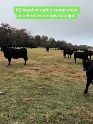 🐂 60+ Head of Heavy Bred Cattle! 🐄 We have 60+ head of 6-7-year-old heavy bred cattle, bred 5-7+ months. Priced at $2,450 each. We are a licensed and bonded livestock dealer with the USDA, so you can purchase with confidence. 📞 Call or text Bubba @ 903-388-4472 📞 Para Español, llame o envíe un mensaje de texto a Ricardo al 903-288-1118 Why Buy from Us? ✔️ Rutherford Land and Cattle LLC is a brick-and-mortar entity with animal health and welfare as our top priority. ✔️ All cattle are checked with ultrasound machines for pregnancy. ✔️ All vaccinations are given. ✔️ Cattle are completely worked and ready to ship. Important Information: 🔒 We only hold cattle with a deposit. 📅 Deposits are good for 3 days unless special arrangements are made with RLC. 🚚 Shipping available. 💵 Accept certified funds, credit cards, and Venmo. 🏅 In good standing with the BBB. 📍 Located in Fairfield, Texas #rutherfordlandandcattle #rlc #bredcattle #farmlife #cattle #christiantiktok #cattletiktok #aggear #agriculture #farm #ranch #performance #apparel #norbrook #animalhealth #usda 