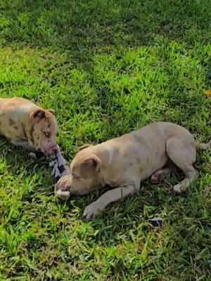 My little Merle Dinosaurs #americanbully #bully #bullybreed #dogsofinstagram #abkc #pitbull #dog #puppy #bullylove #dogs #bullylife #americanbullies #bullyworldwide #bulliesofinstagram #pocketbully #puppiesofinstagram #life #xlbully #dontbullymybreed #bullies #puppies #exoticbully #pitbullsofinstagram #puppylove #bullymagazine #americanbullypuppy #bullyworld #doglover #bulldog #bullypuppies#dogoftheday #americanbullypocket #instadog #americanbullyworld #microbully #doglovers #americanbullyofficial #americanbullys #ukc #Love #bullynation #pitbulls #doglife #dogstagram #americanbullyxl #abkcbully #bullypuppy #abkcworldwide #exoticbullies #americanbulldog #theabkc #bullylovers #merlebully #pitbulllove #americanbullylove #frenchbulldog #americanbullybrasil #bulldogsofinstagram #bullyinstagram #bullysofinstagram